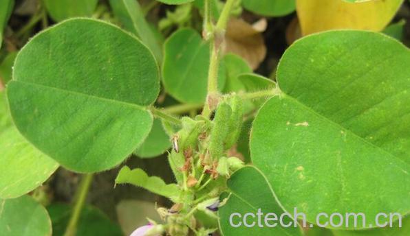 果蔬百科广金钱草-0