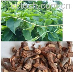 果蔬百科首乌藤-0