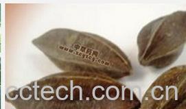 果蔬百科使君子-0