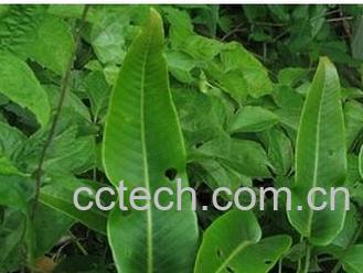 果蔬百科石苇-0