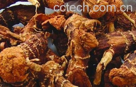 果蔬百科山柰-0