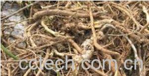 果蔬百科山豆根-0