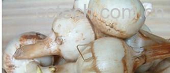 果蔬百科山慈姑-0