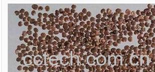 果蔬百科沙苑子-0