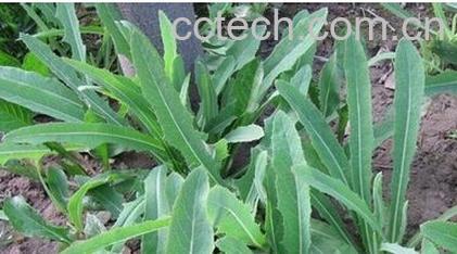 果蔬百科败酱草-0