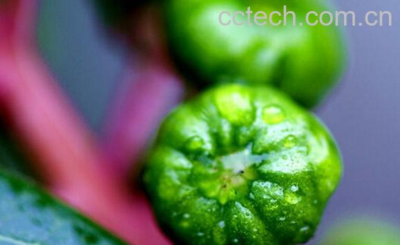 果蔬百科野人参果-0