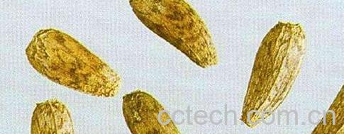 果蔬百科牛蒡子-0