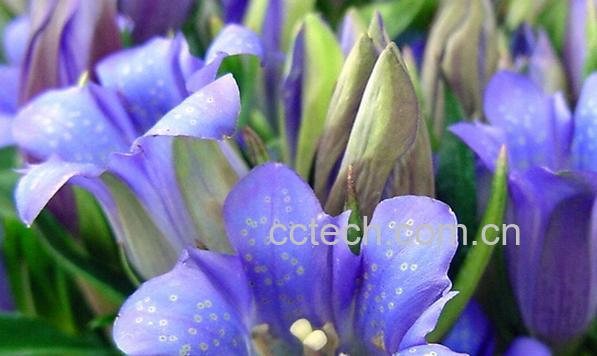 果蔬百科龙胆-0