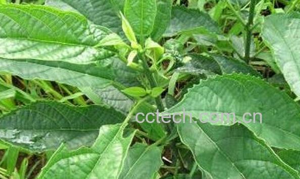 果蔬百科蓼大青叶-0