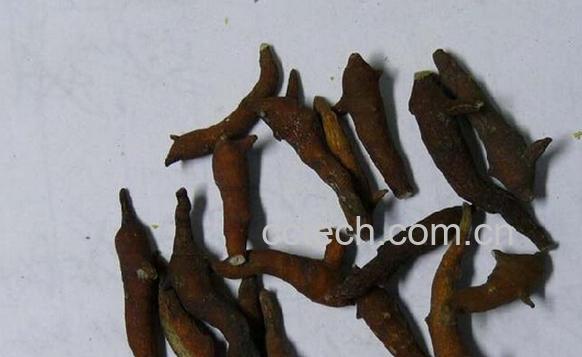 果蔬百科两头尖-0