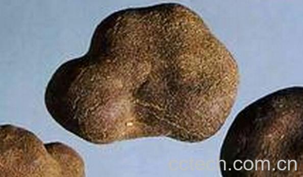 果蔬百科雷丸-0