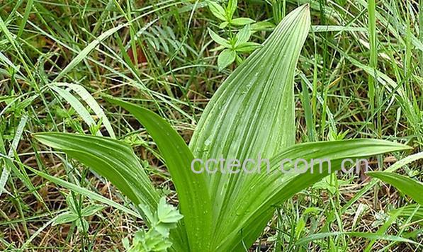 果蔬百科藜芦-0