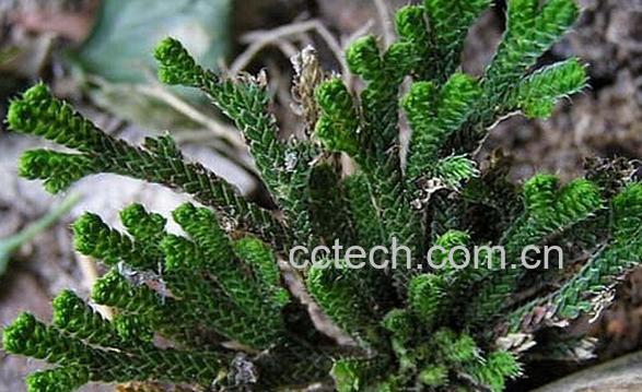 果蔬百科卷柏-0