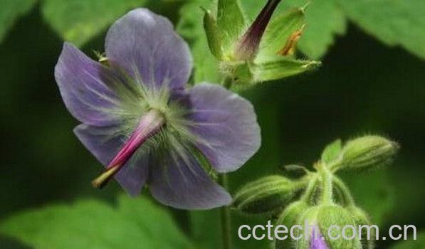 果蔬百科老鹳草-0