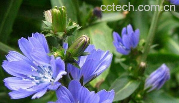 果蔬百科菊苣-0