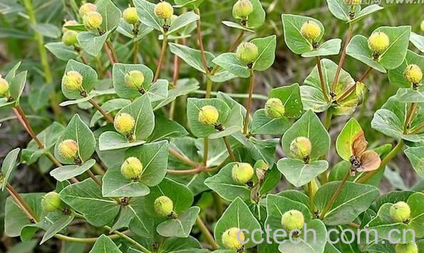 果蔬百科京大戟-0