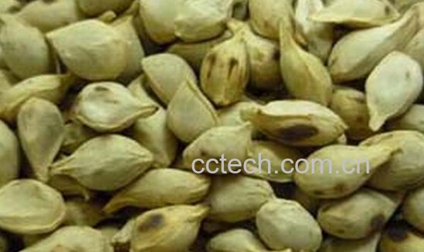 果蔬百科橘核-0