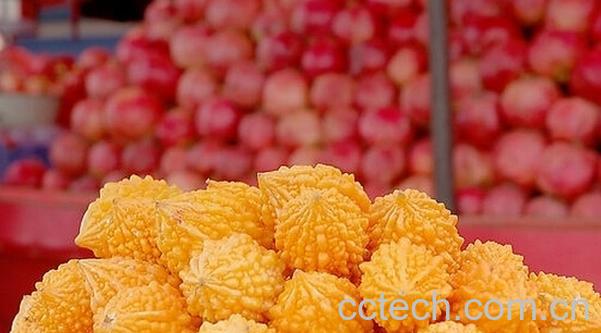 果蔬百科金铃子-0