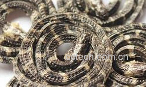 果蔬百科金钱白花蛇-0