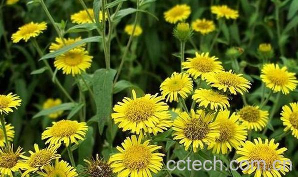 果蔬百科金沸草-0