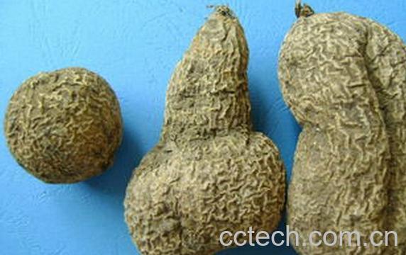 果蔬百科金果榄-0