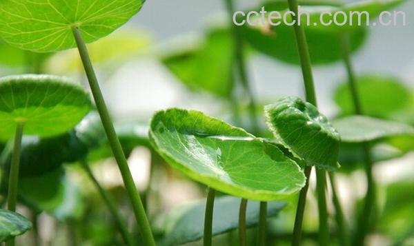 果蔬百科积雪草-0