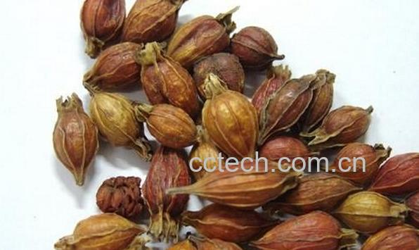 果蔬百科焦栀子-0