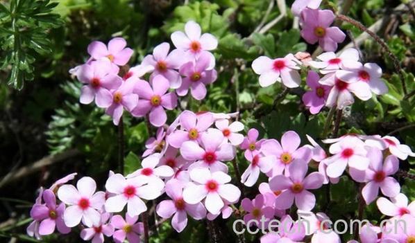 果蔬百科点地梅-0