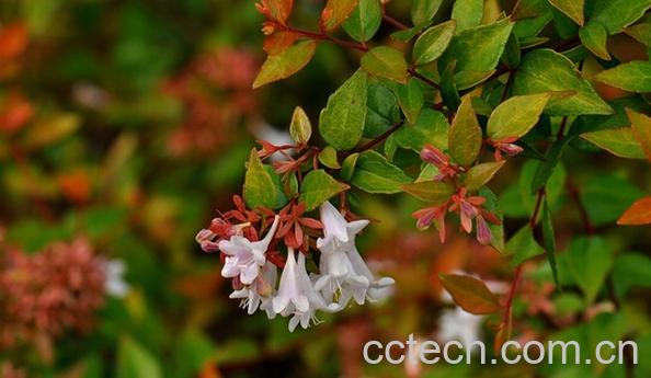 果蔬百科大花六道目-0