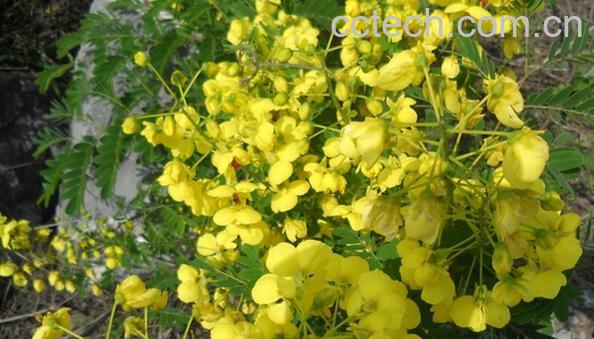 果蔬百科云实-0