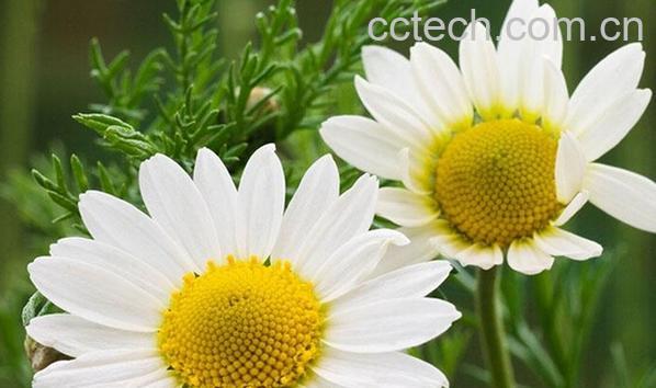 果蔬百科甘菊-0