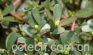 果蔬百科瓜子菜-0