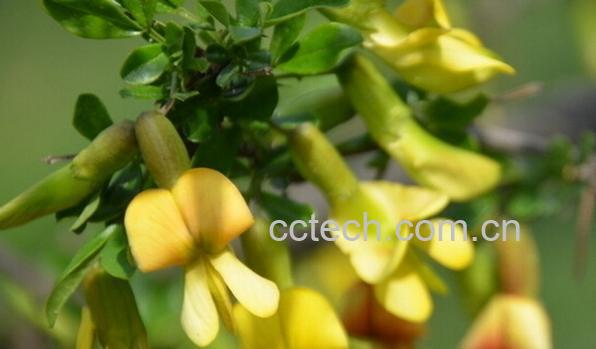 果蔬百科锦鸡儿-0