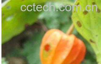 果蔬百科挂金灯-0