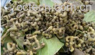 果蔬百科拐枣子-0