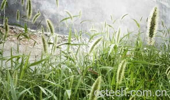 果蔬百科猫尾草-0