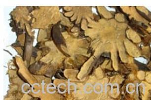 果蔬百科贯众-0