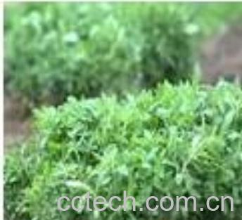 果蔬百科岗菊-0