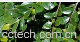 果蔬百科谷木-0