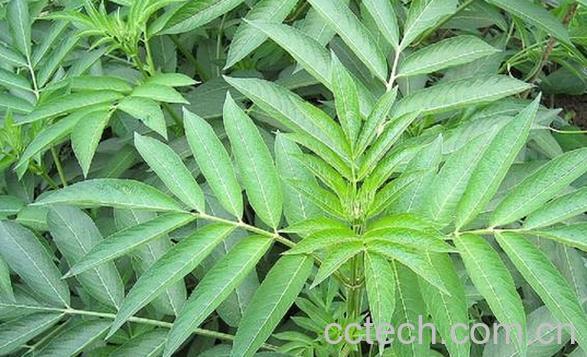 果蔬百科接骨草-0