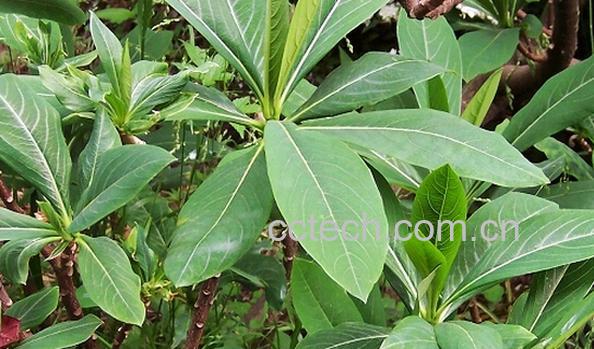 果蔬百科结香-0