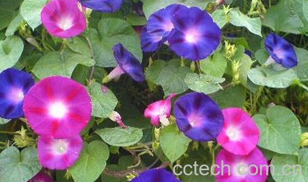 果蔬百科牵牛-0