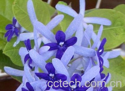 果蔬百科锡叶根-0