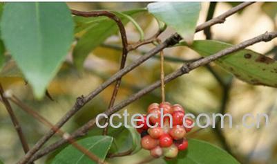 果蔬百科风沙藤-0