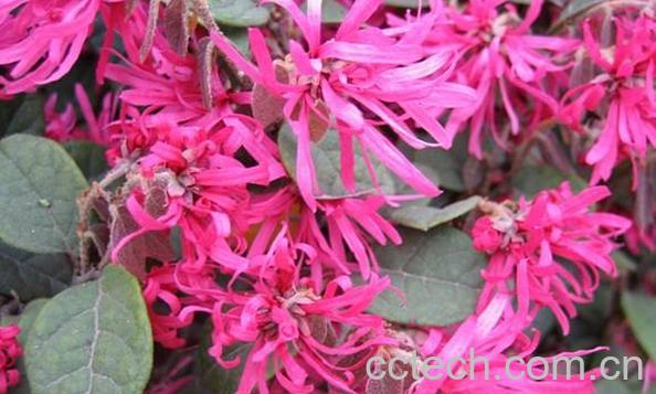 果蔬百科红花木-0