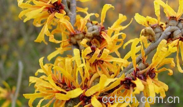 果蔬百科金缕梅-0