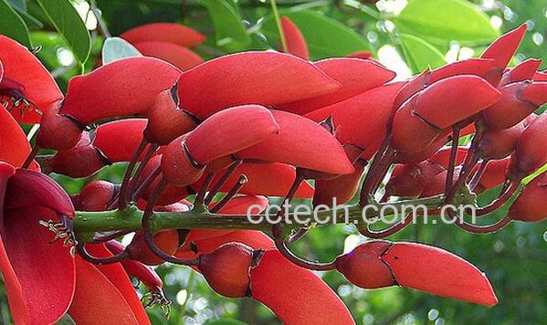 果蔬百科刺桐-0