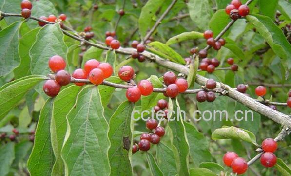 果蔬百科金银木-0