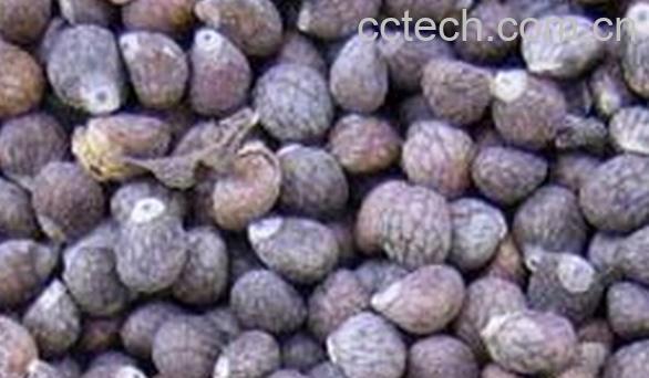 果蔬百科紫苏子-0