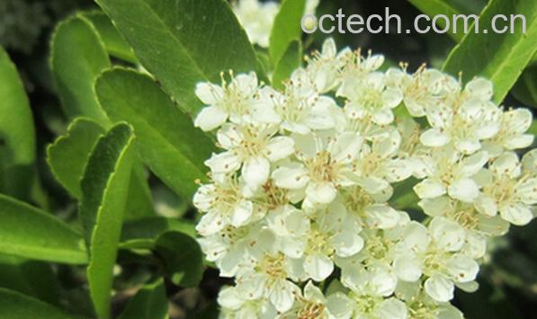 果蔬百科石楠花-0